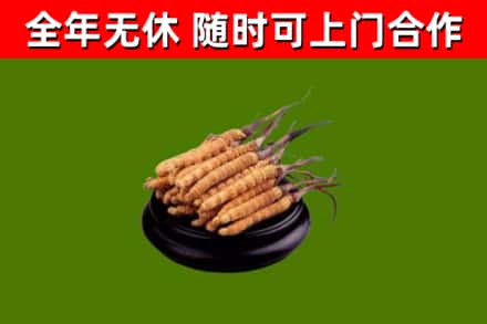 绩溪县回收冬虫夏草