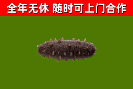 绩溪县回收海参干